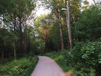 Road amidst trees in forest