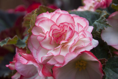 Close-up of pink rose