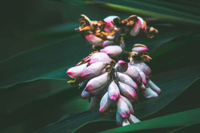 Close-up of pink flower buds