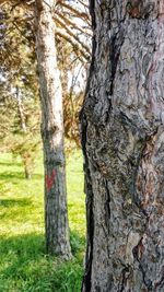 Close-up of tree trunk in field