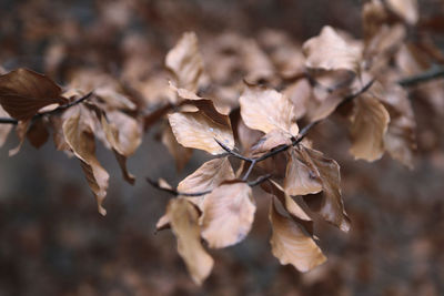 Close-up of dried leaves