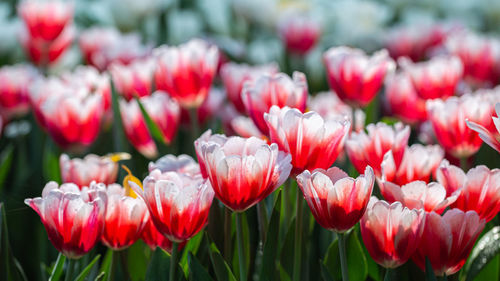 Close-up of red tulips