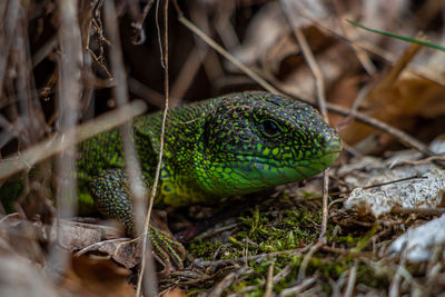 Close-up of lizard on a field