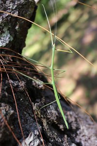 Close-up of plant against blurred background