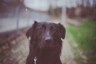 Close-up portrait of black dog