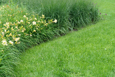 High angle view of flowering plants on field