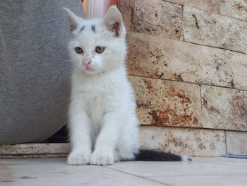 Portrait of white cat sitting on floor against wall