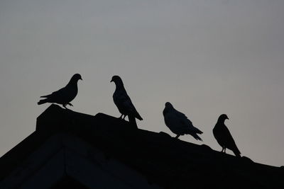 Low angle view of birds perching on roof against clear sky