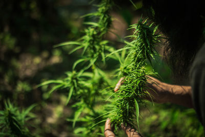 Hand of farmer checking marijuana be happy.