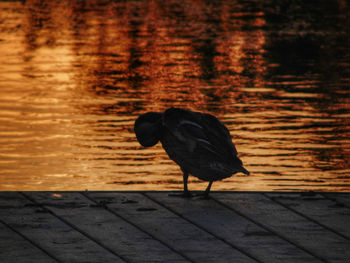 Close-up of bird on lake during sunset