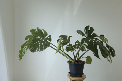 Close-up of potted plant against white wall