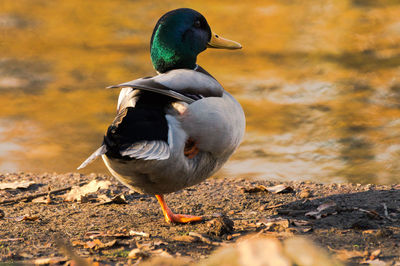 Mallard duck on lake