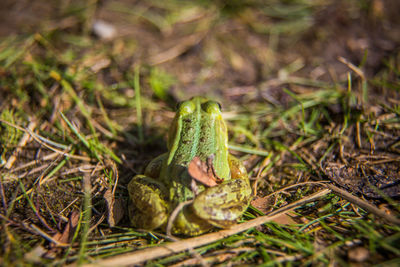 A beautiful common green water frog enjoying sunbathing in a natural habitat at the forest pond. 