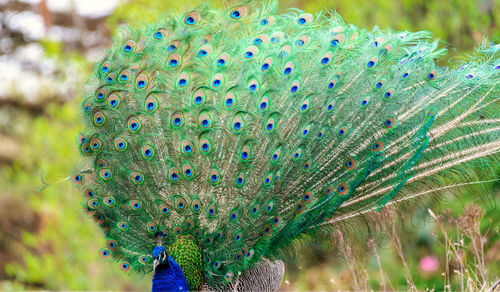 Close-up of peacock