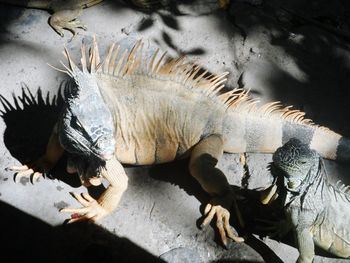 Close-up of iguanas at zoo