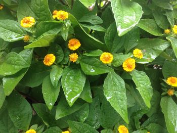 Close-up of yellow flowers blooming outdoors