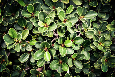 Full frame shot of green leaves