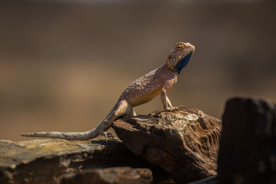 Close-up of lizard on rock