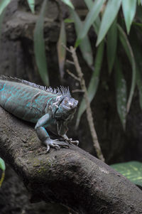 This photo is a blue iguana clinging to a tree trunk while facing the camera.