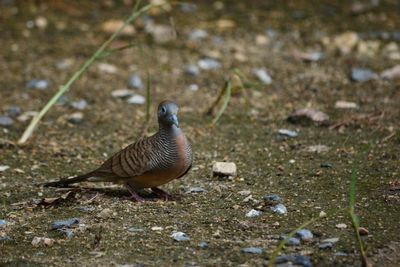 Close-up of bird perching on a land