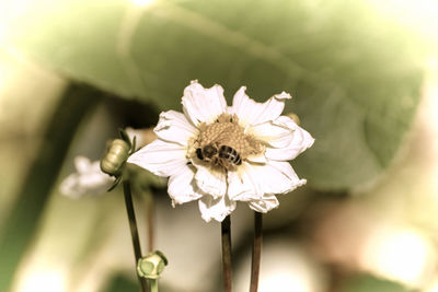 Close-up of bee pollinating on flower