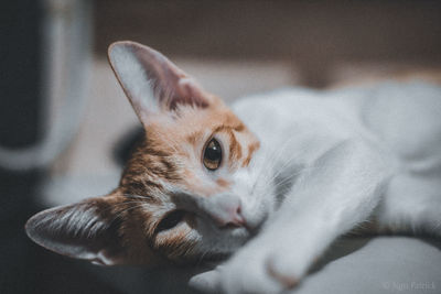 Close-up portrait of a cat at home