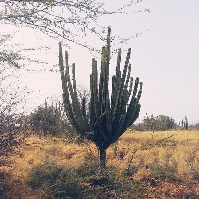 growth, nature, field, tranquility, plant, landscape, tranquil scene, beauty in nature, clear sky, dead plant, tree, dry, sky, grass, growing, day, no people, outdoors, cactus, branch