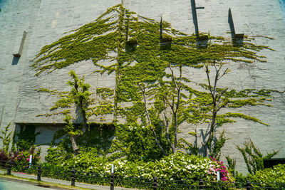 Plants growing by lake against building in city