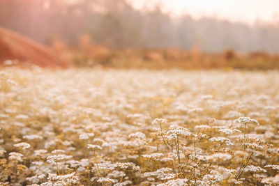 Close-up of flowering plants on field