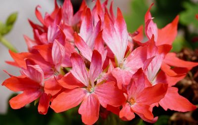 Close-up of pink flowers