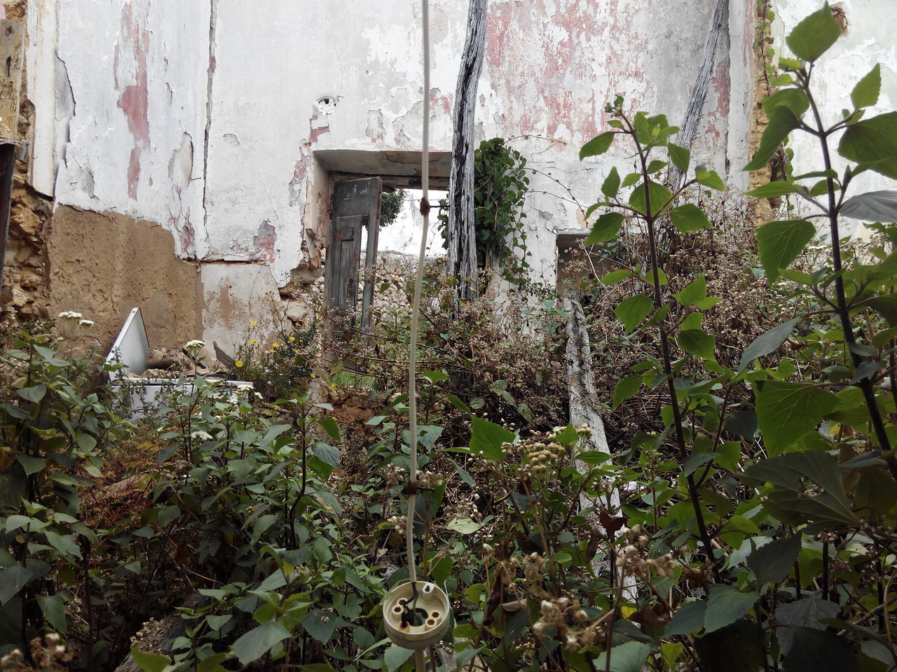 IVY GROWING ON ABANDONED HOUSE