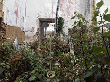 Ivy growing on abandoned building