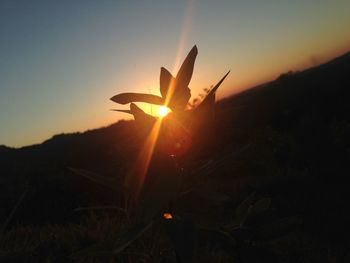 Close-up of silhouette plant against sun during sunset