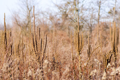 Close-up of stalks on field against sky
