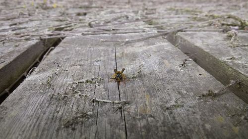 High angle view of spider on wood