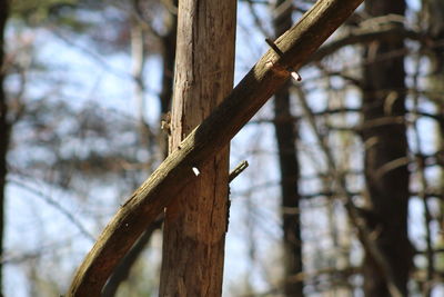 Close-up of tree trunk