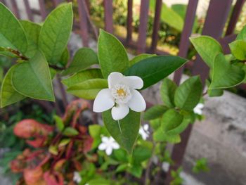 Close-up of frangipani blooming outdoors