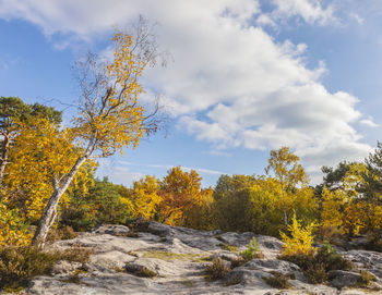 Scenic view of autumn trees against sky