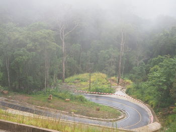 Scenic view of road amidst trees in forest