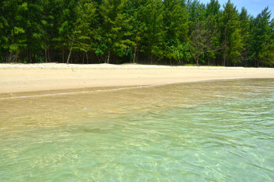Scenic view of sea against trees