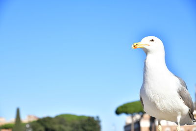 Close-up of seagull perching against clear blue sky