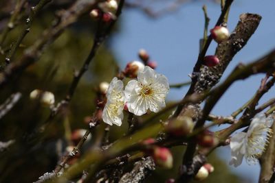 Low angle view of cherry blossom tree