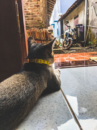 cat