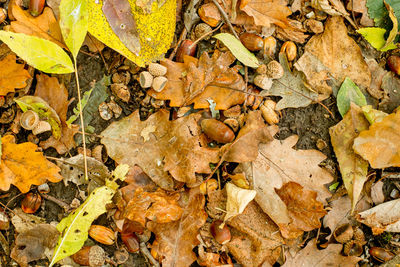 Background of colorful autumn leaves on forest floor