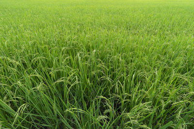 Full frame shot of wheat field