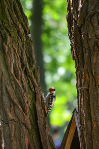 Close-up of a bird perching on tree trunk