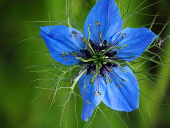 Close-up of purple flower blooming outdoors