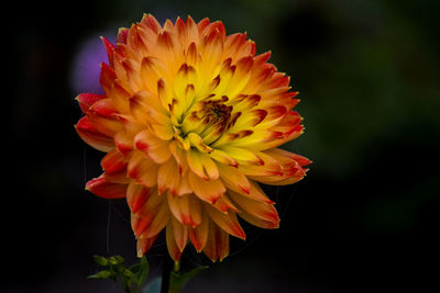 Close-up of orange flower