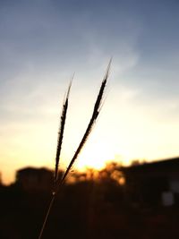 Close-up of wheat growing on field against sky at sunset