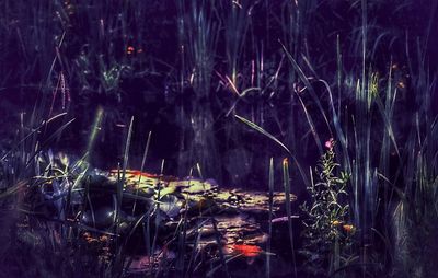 Plants growing at night